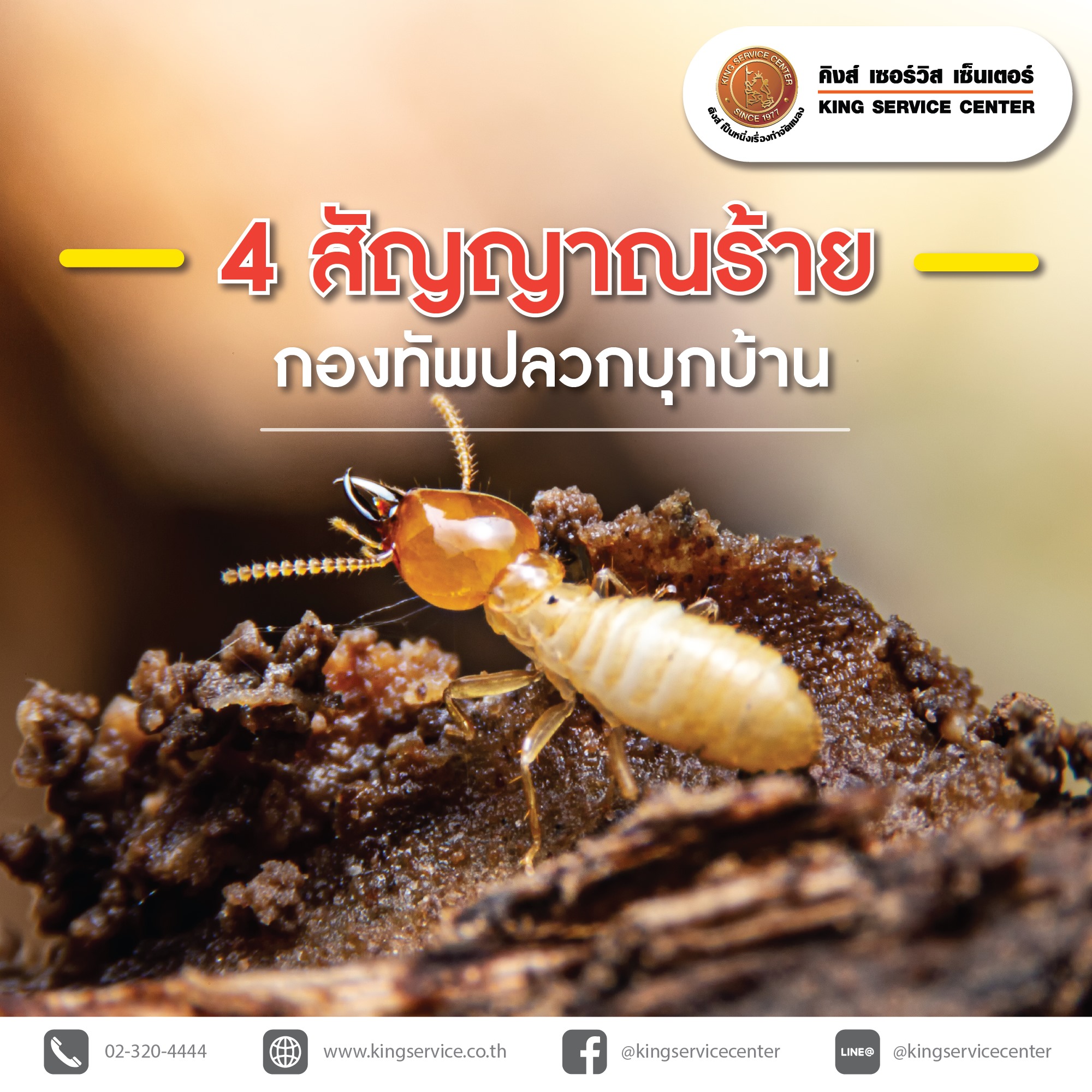 Красные термиты. Термиты австралии. Термит нимфа. Термиты и тараканы. Термит жук.