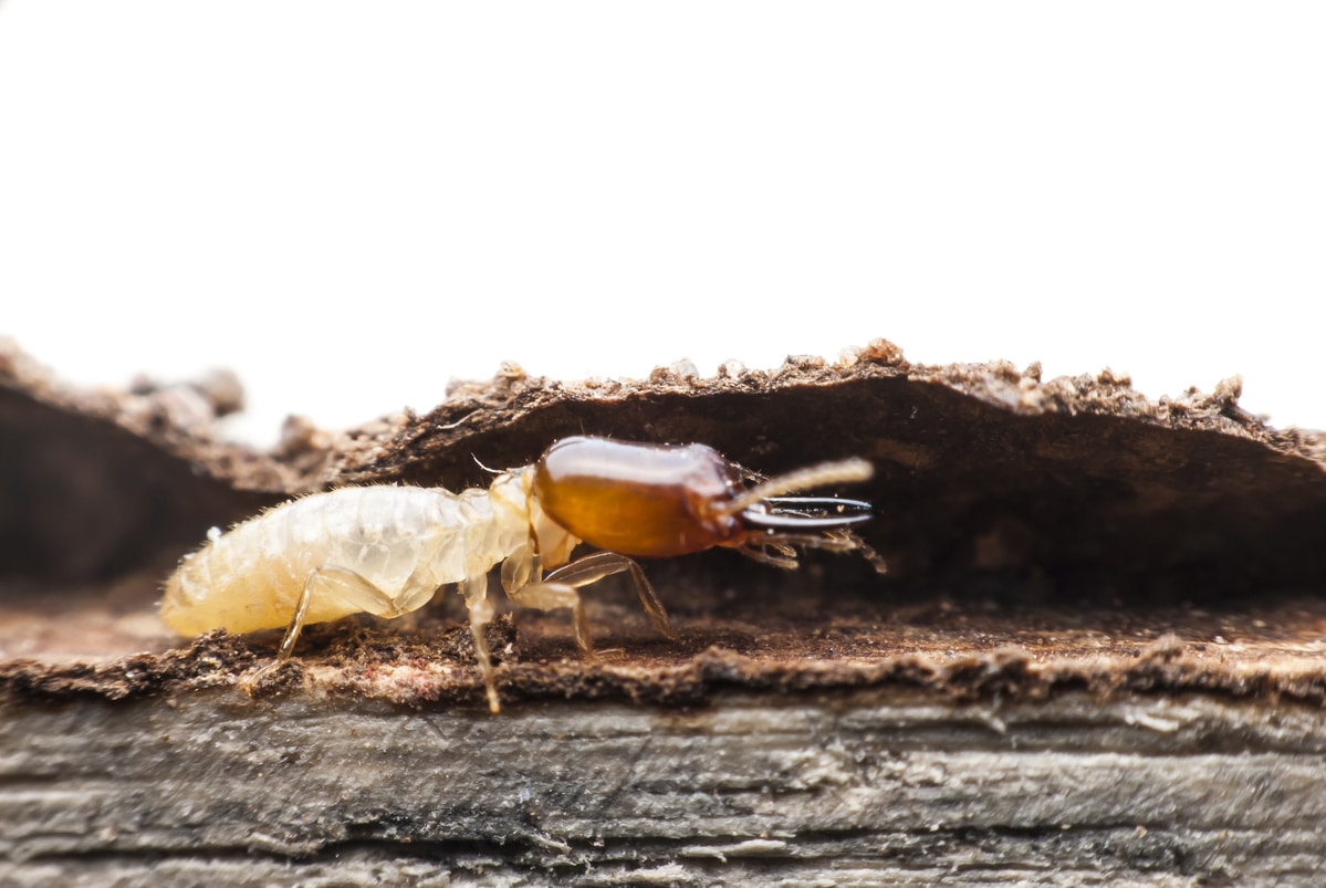 Termite Macro.