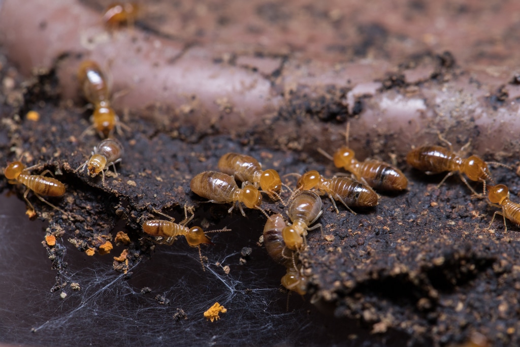 Termites Eating Wood