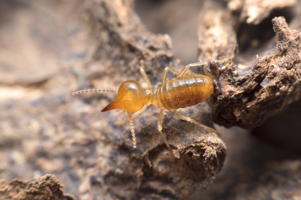 Termites Close Up On Termites Nest