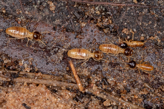 Adult Nasute Termites